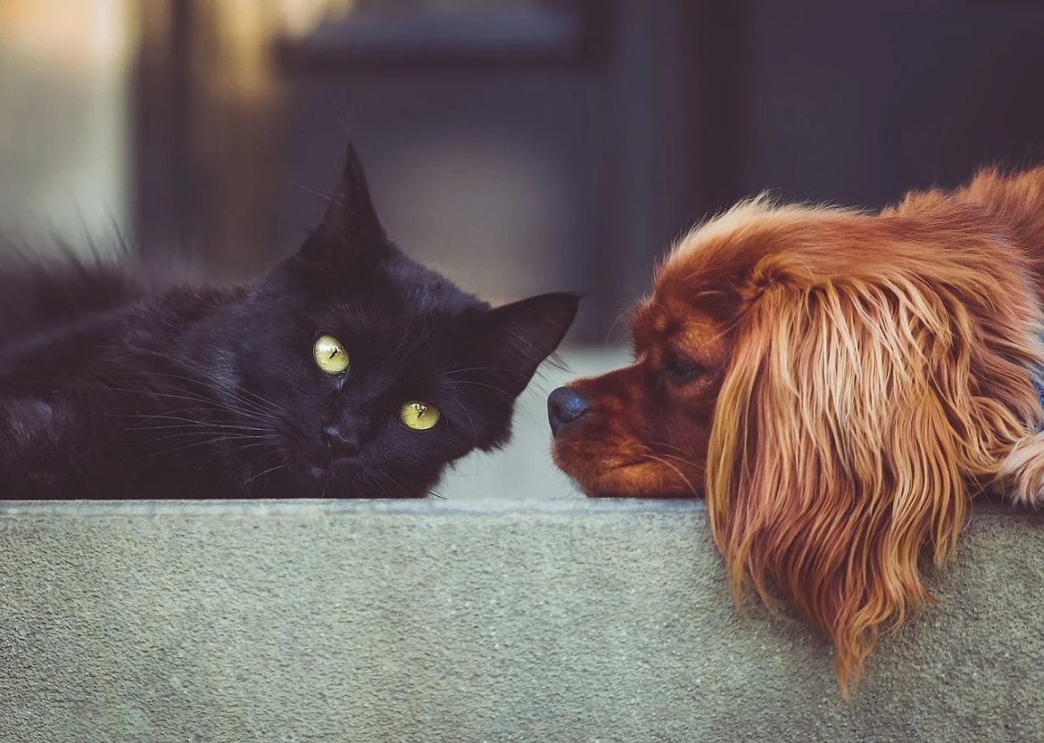 Can Cat be a Dog’s Best Friend – Myth or Truth?