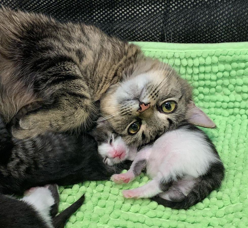 Cat Decides to Trust When She Finds Perfect Place to Have Kittens After Living Outside for a Long Time