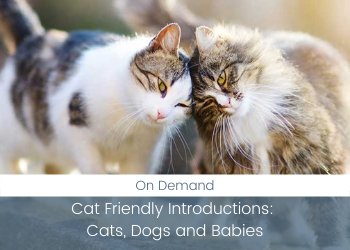 Cat Friendly Introductions: Cats, Dogs and Babies