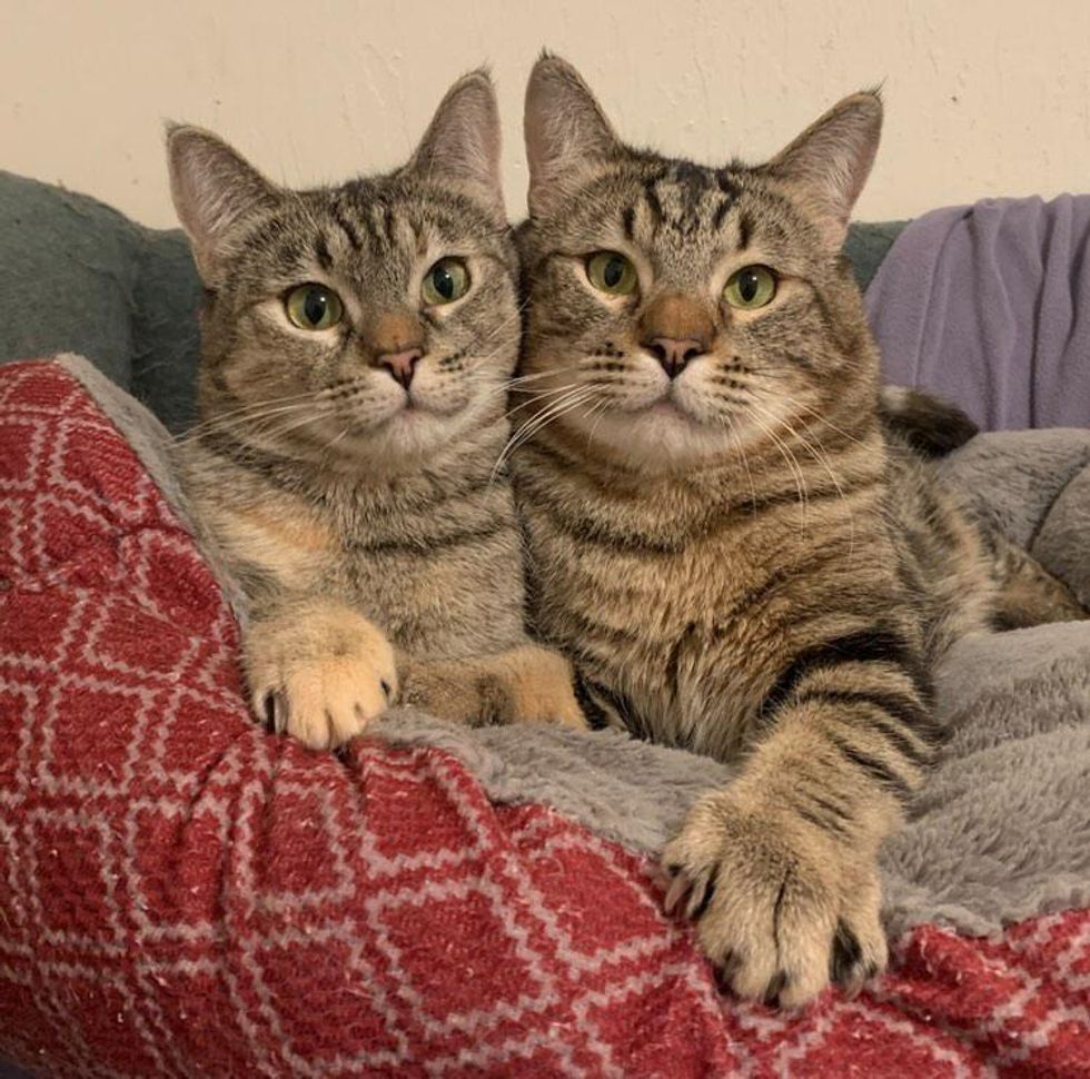 Cats with Wobbly Feet Waited Nearly a Year for a Home of Their Dreams Together