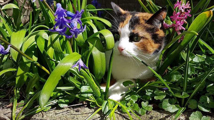 Everything you Need to Know About Keeping Your Pets Safe in Spring