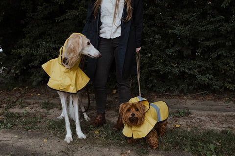 Get Your Pooch Ready For The Monsoon With These 5 Raincoats