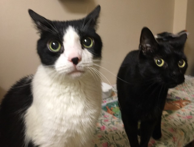 Guest Cat Story: Home Is Where the Heart Is – The Story of Carrie and Wilder
