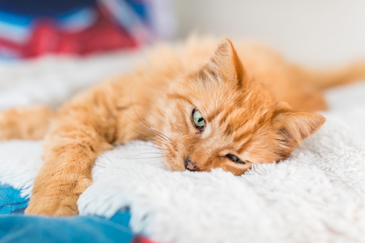 Help Your Pets Cope With Post-Covid Loneliness