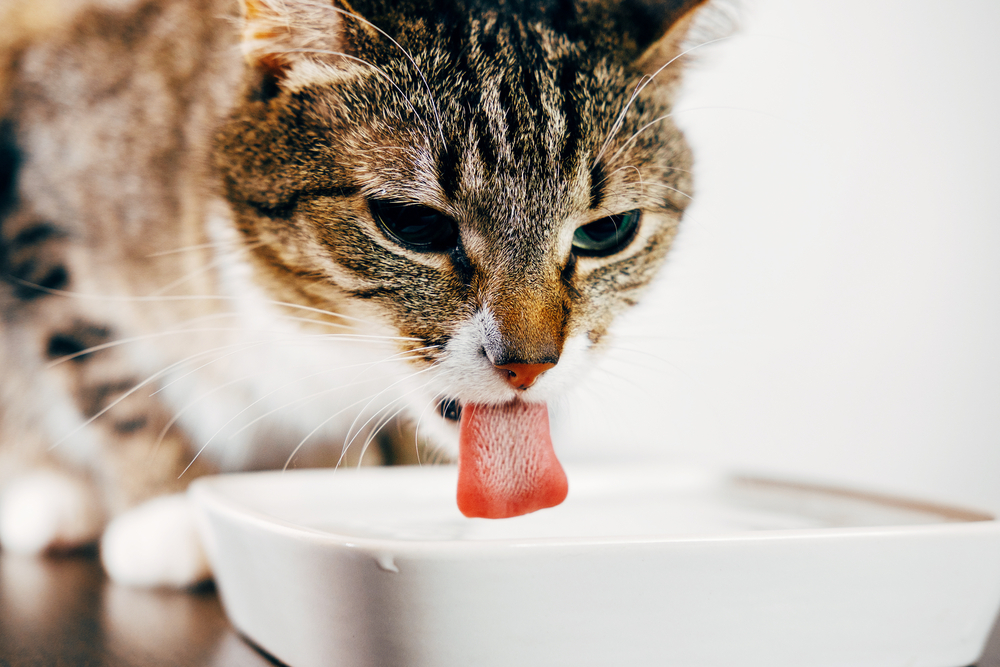 How dehydration can lead to kidney problems in cats