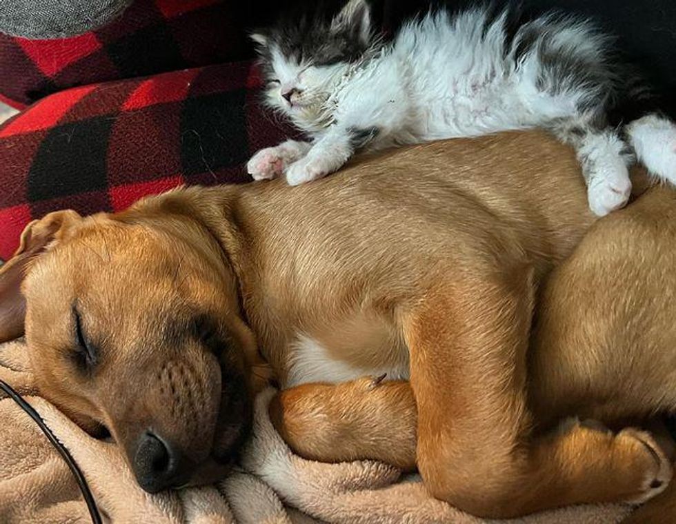 Kitten Found in a Bush, Picks Puppy to Be Her Family and Decides to Adopt Him Herself