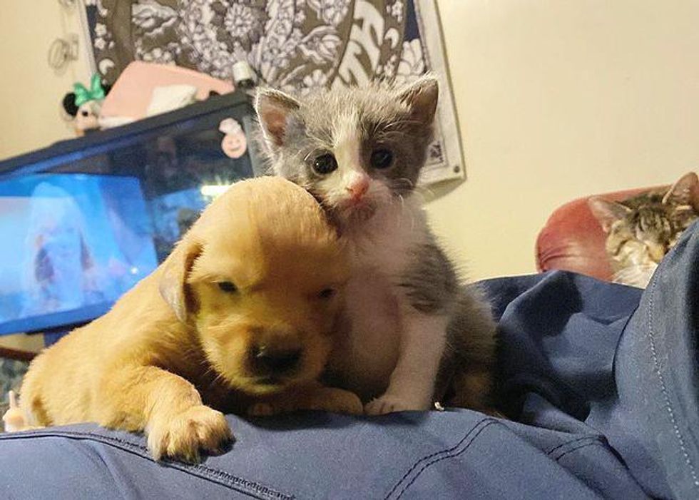 Kitten Found Outside Now Has a Puppy to Lean on Whenever She Needs a Cuddle