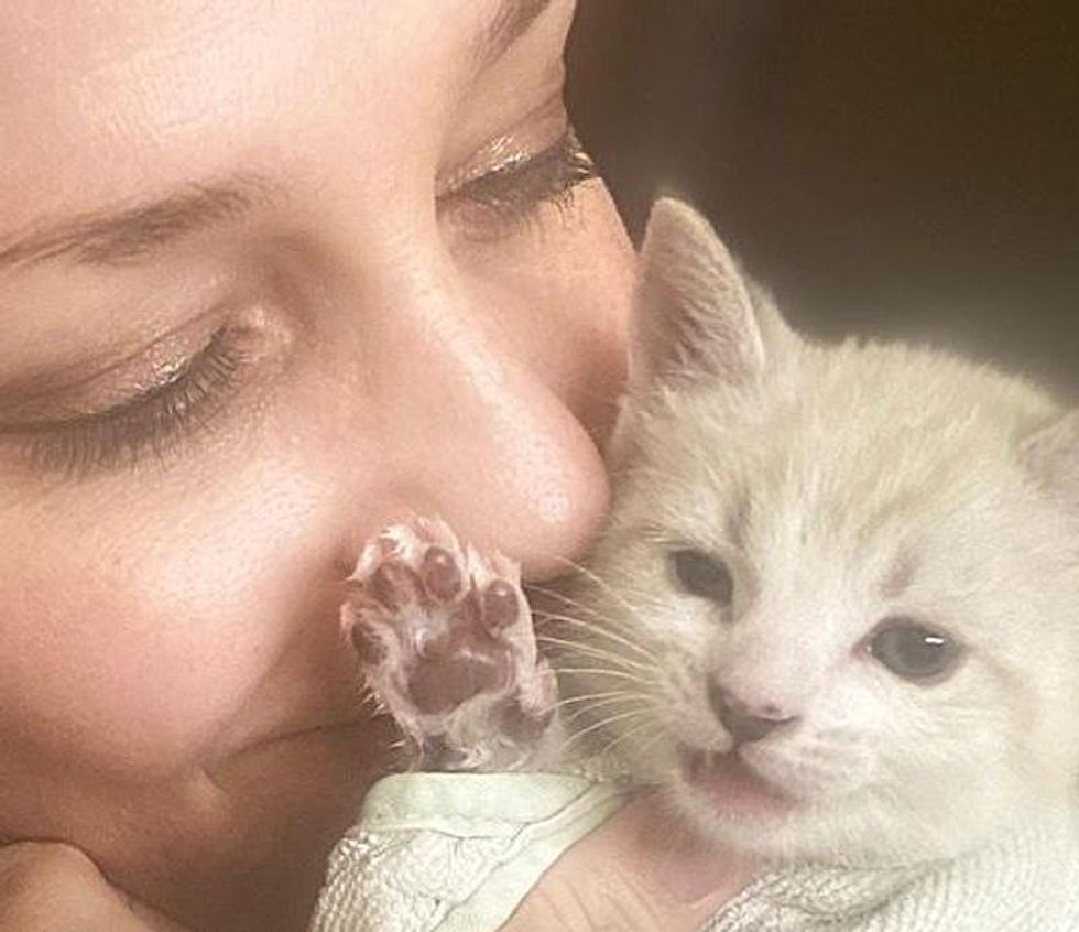 Kitten Shows What a Warrior He is from Being Found Outside as Newborn to Now Living Best Life