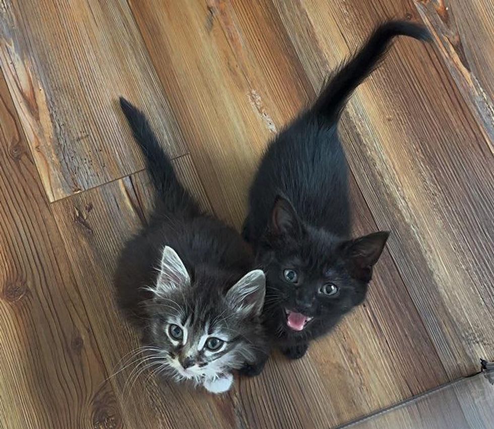 Kittens Who Needed a Lot of TLC, Receive Sweetest Reception from 2 Family Cats