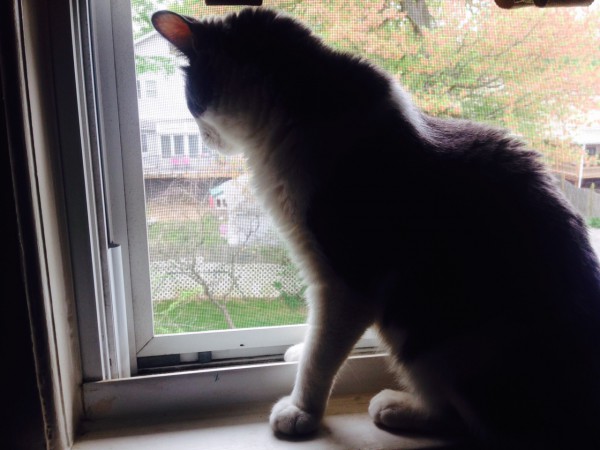 Purrsday Poetry: A Cat’s Life