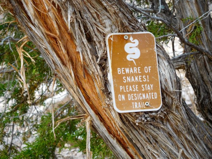 Venomous snakes and dog safety