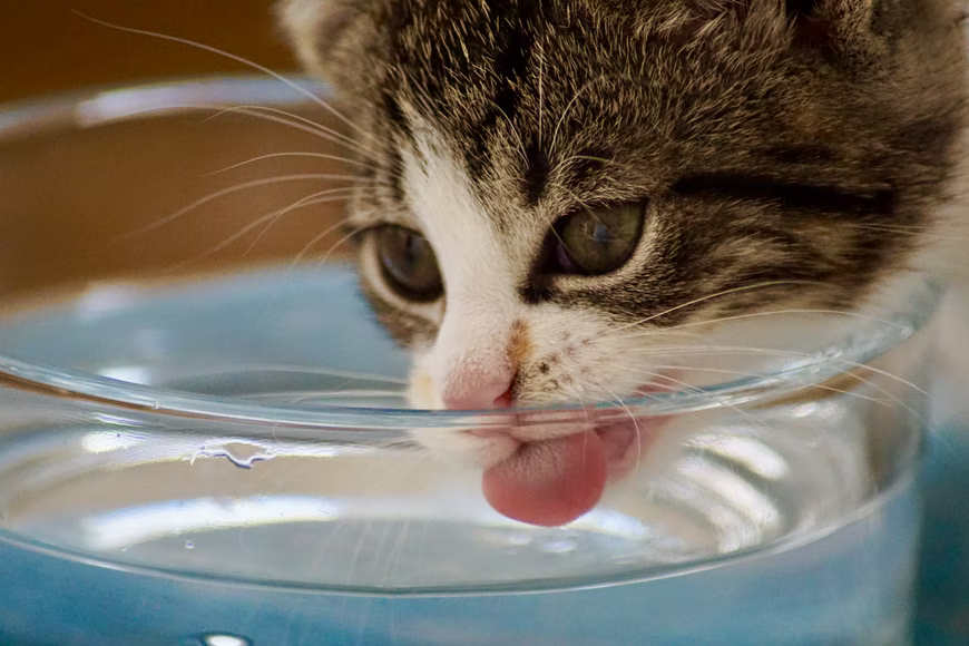 7 Benefits of Cat Water Fountains
