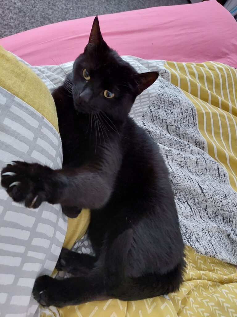 Beloved Family cat Makes Miracle Recovery Following Accident