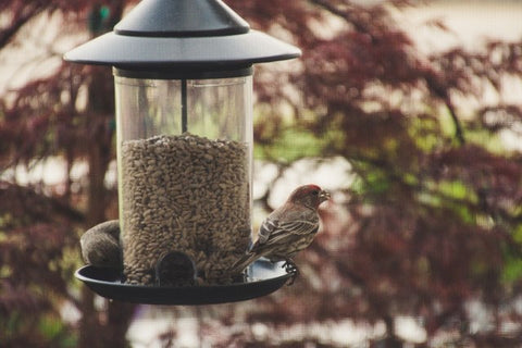 Bird Food 101: The Ultimate Guide