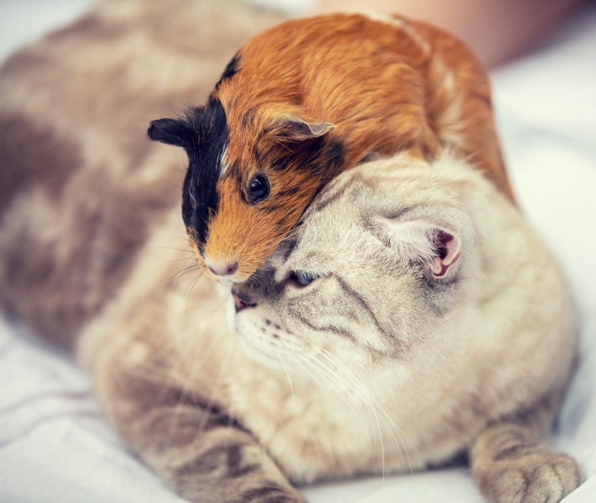 Can Cats And Guinea Pigs Live Together?