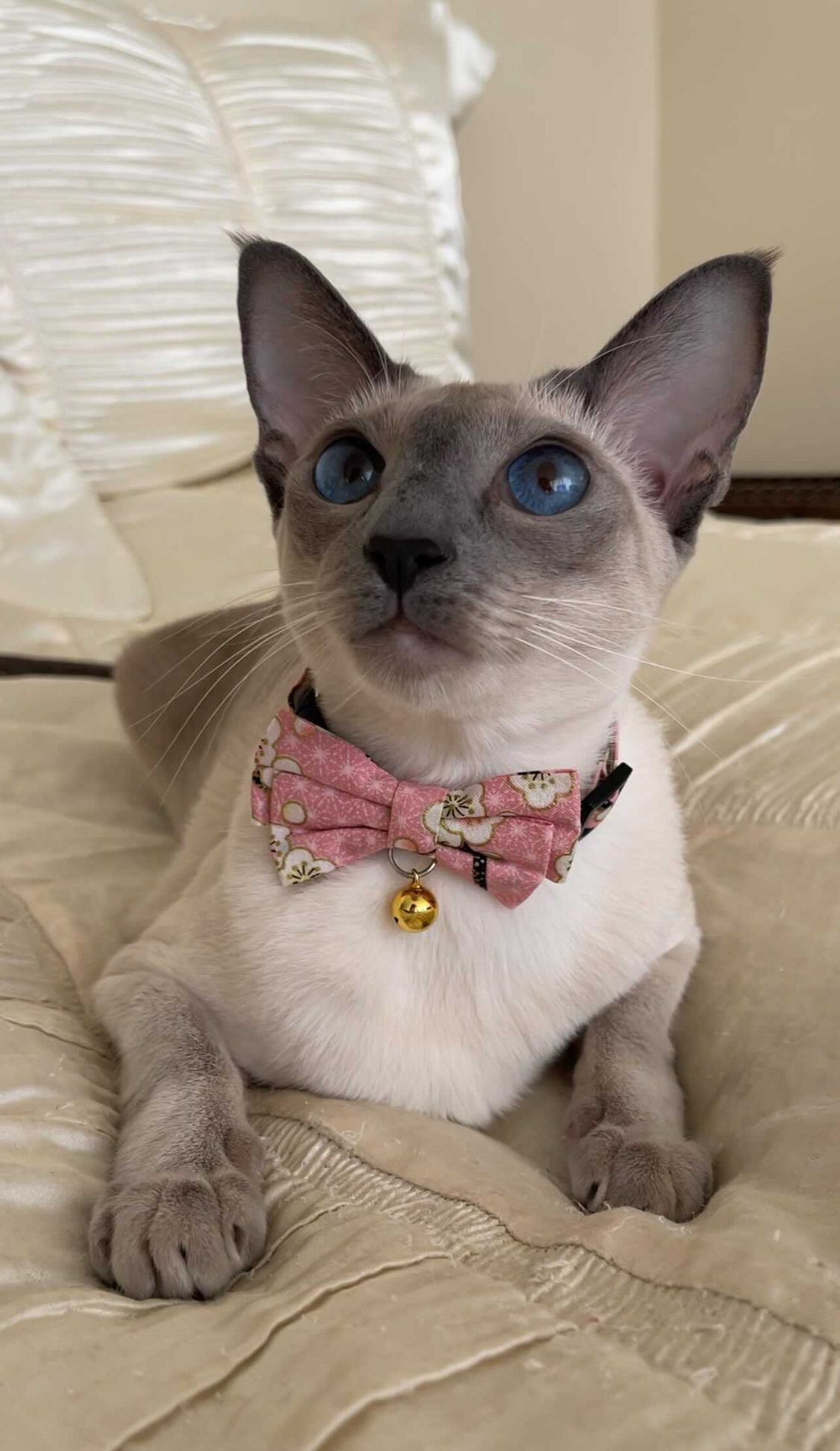 Cat Collars – Yes or No?
