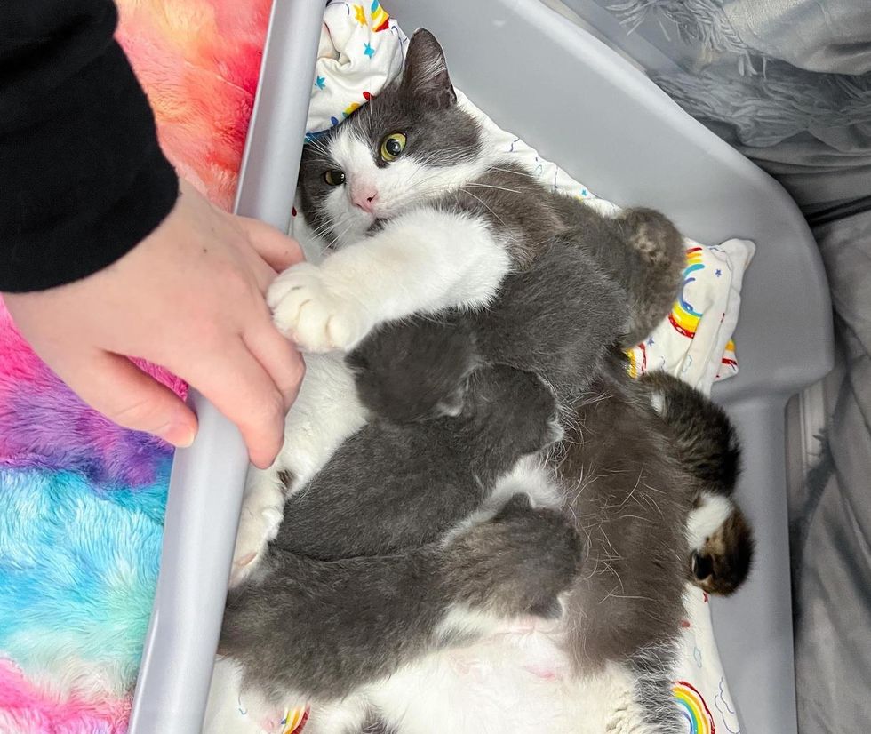 Cat Found Wandering on Snowy Roads is So Happy to Have Her Kittens Out of the Cold