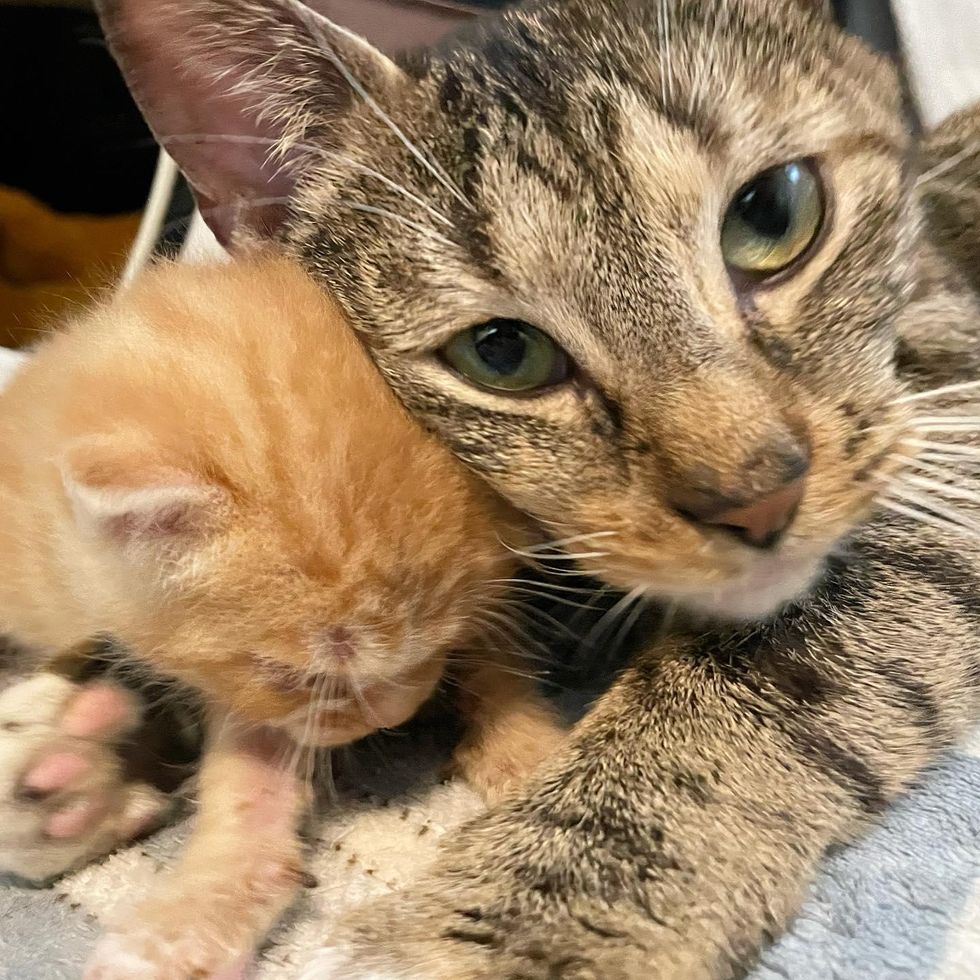 Cat Showers Her Solo Kitten with Affection After They Pulled Through Together with Help of Family