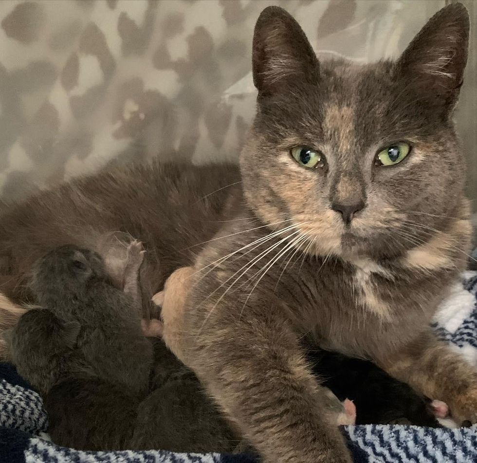 Cat Walks Up to Woman to Be Petted and Ends Up Having Kittens Inside Her Home 2 Days Later