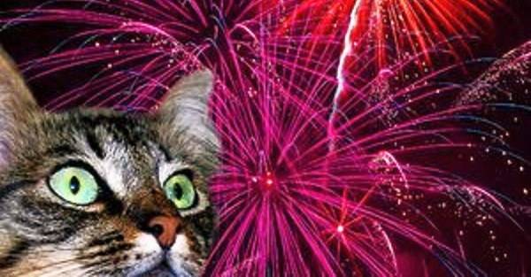 Cats Protection Calls for Tighter Controls Over Fireworks to Protect Cats in Scotland