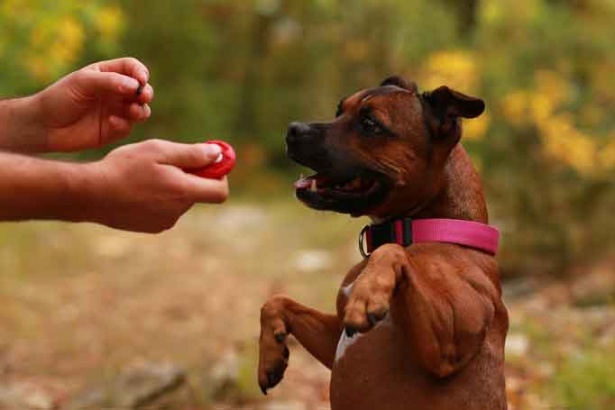 Clicker Training For Dogs
