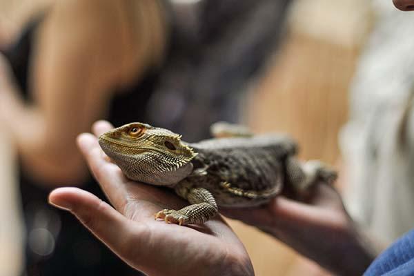 Everything You Need to Know About Owning a Lizard  