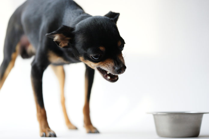 Food aggression in dogs — and what to do about it