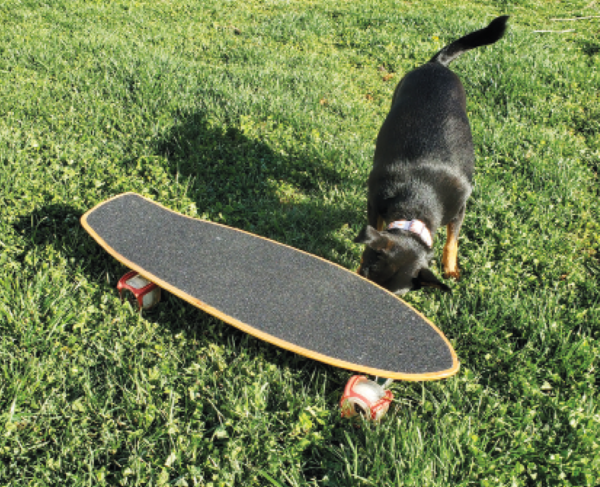 How to Teach Your Dog to Skateboard