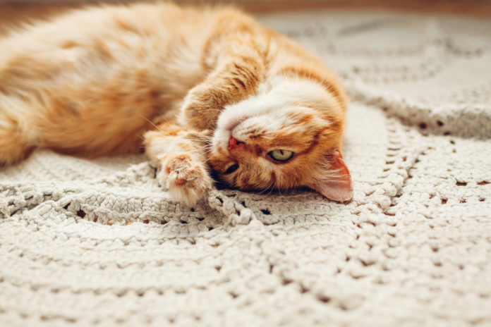 IBD in cats – an integrative approach to treatment