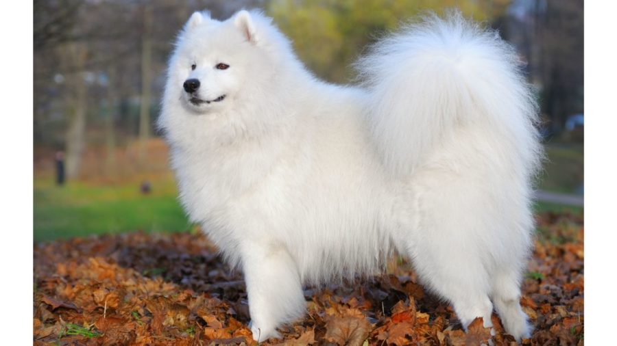 International Samoyed Day: Fun Facts About This Beautiful Dog