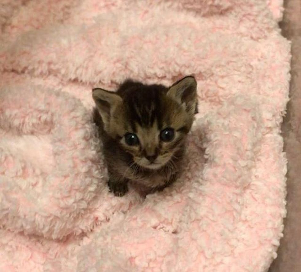 Kitten Minuscule in Size Has a Big Voice and Personality and a Cat To Help Raise Him