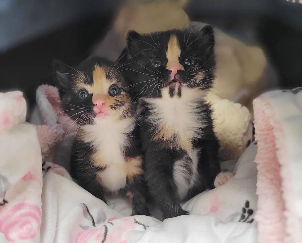 Kittens So Glad to Have Good Food and Cozy Place After Being Found in a Box Outside Store