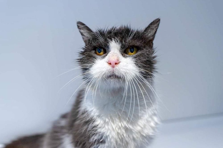 Morag Finds the Purrfect Retirement Home to put up her Paws at 21-Years-old