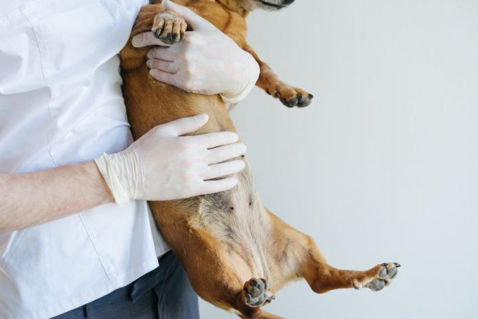 Natural remedies for your dog or cat’s gut problems