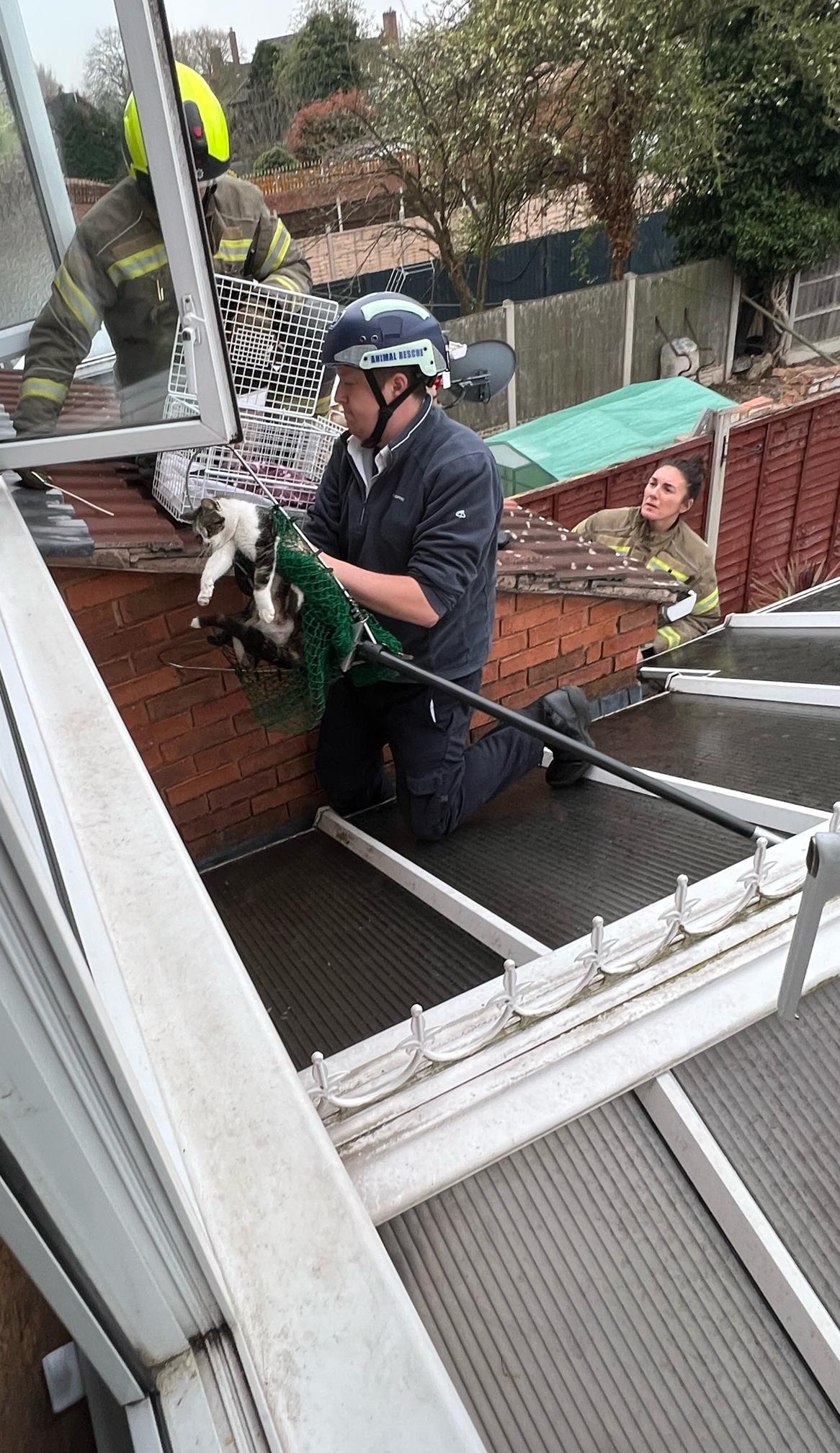 RSPCA and Fire Services Rescue Mum and Kittens After Cat Gives Birth in Conservatory Guttering