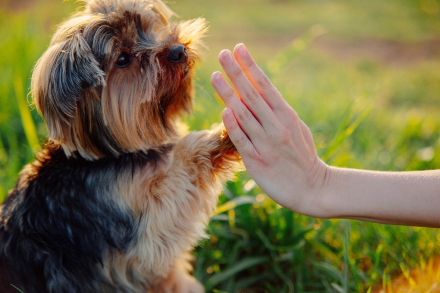 Surprising benefits of hiring a dog trainer