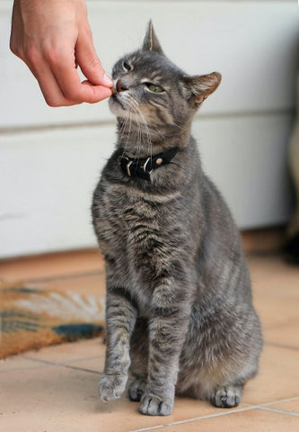Top 7 Savory Cat Treats Your Feline Will Love