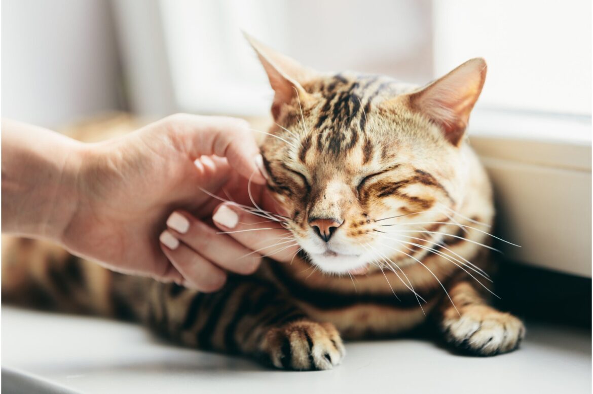 What are the Benefits of Owning a Cat?