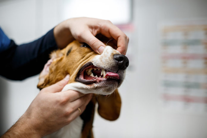 When bad breath in dogs is more than a dental problem