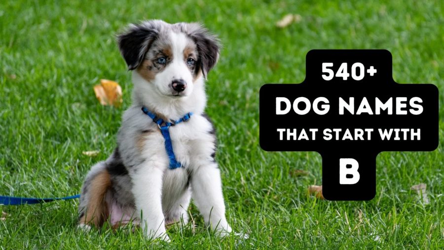 540 Dog Names that Start with B {Male & Female Dog Names}