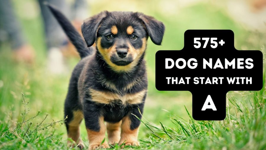 575 Dog Names That Start with A