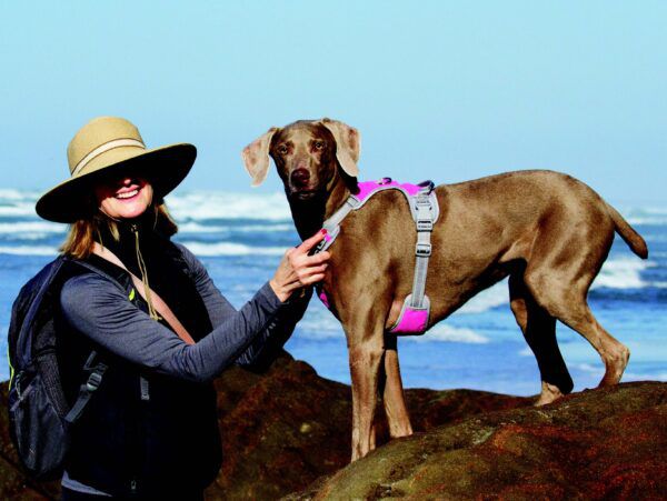 9 Beach Rules for Cool Dogs