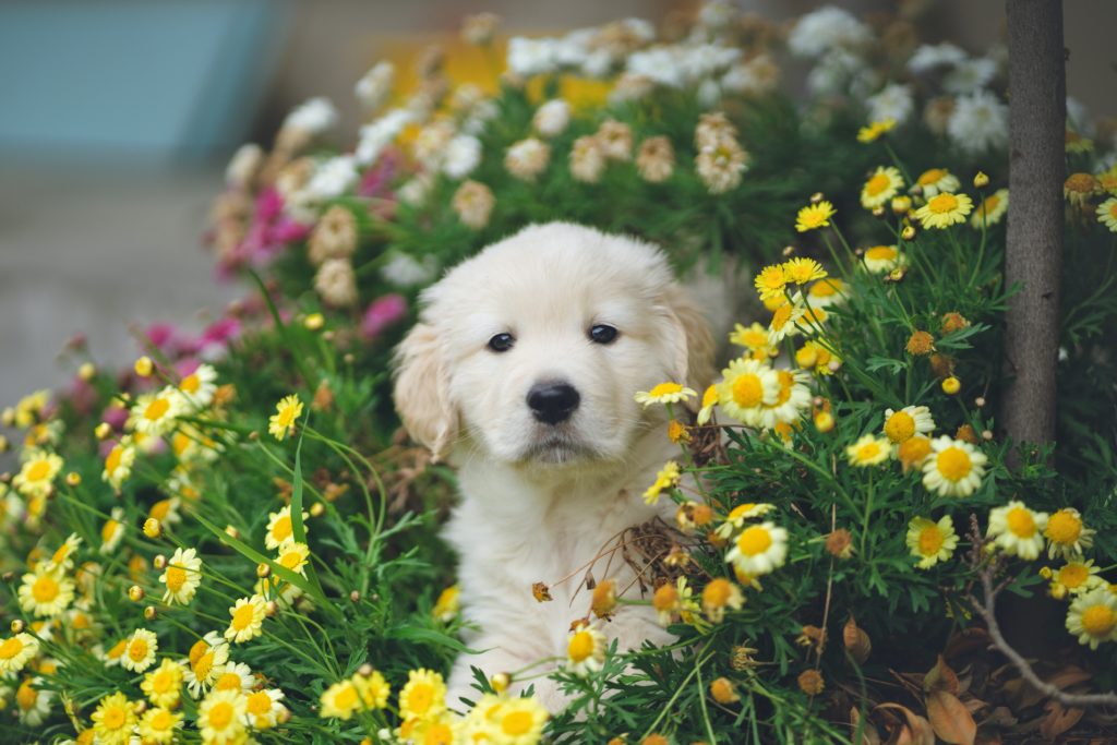 April Showers Bring (Dog-Friendly) May Flowers!
