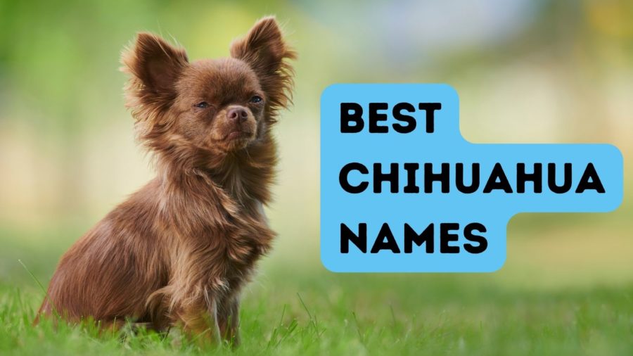 Best Chihuahua Names for Your New Fur Baby!