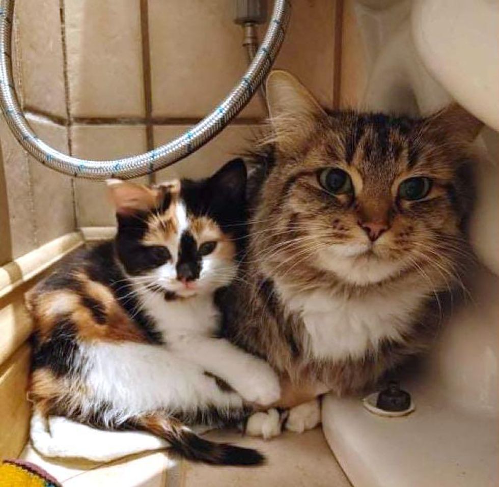 Cat Found with 3 Kittens Under Balcony Decides to Stop Hiding One Day and Learn to Trust