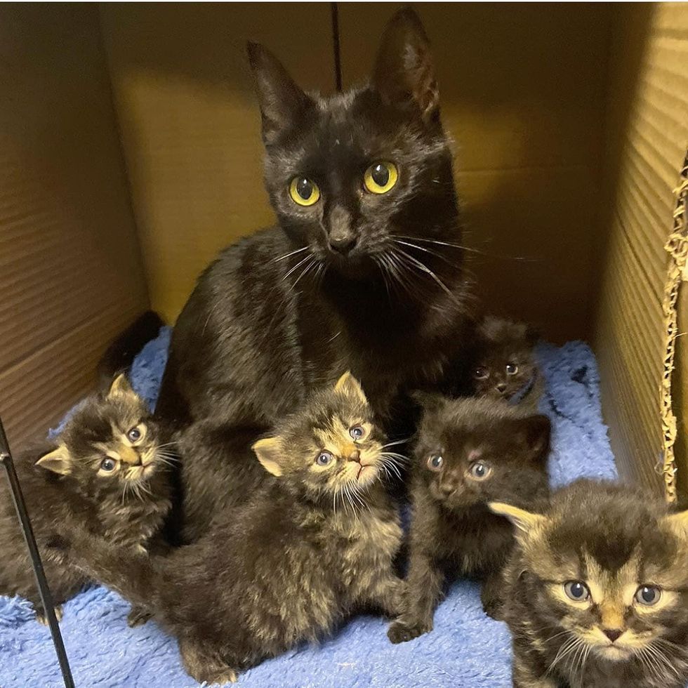 Cat Given a Comfy Home Just in Time So Her Kittens Won’t Have to Be Born Outside