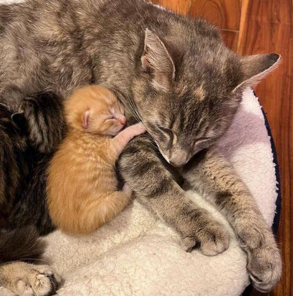 Cat Keeps Her Kittens Under a Trunk from the Rain Until They are Found and Taken into Warm Home