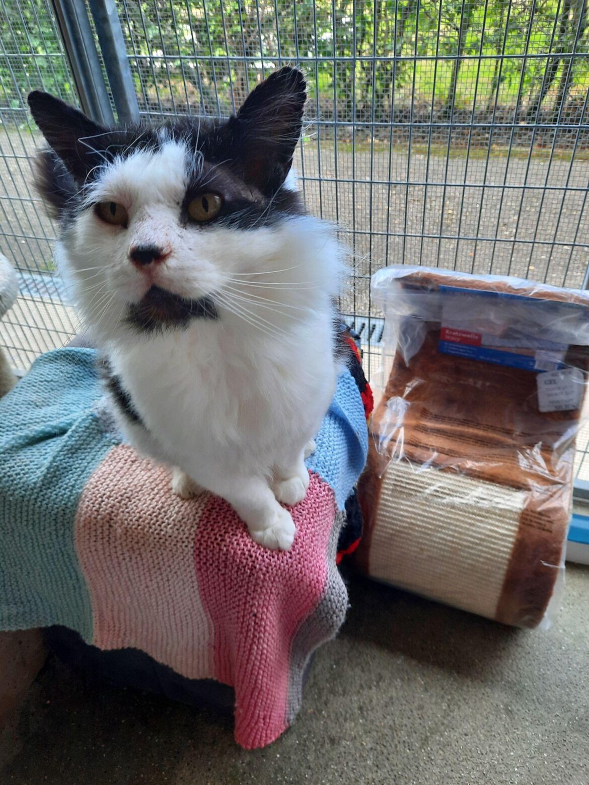 Cat Spends 365 Days in RSPCA Care Looking for his Fur-Ever Home