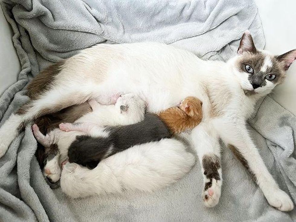 Cat Takes in Hours-old Kitten As Her Own 10 Days After She Has Her Litter of Three