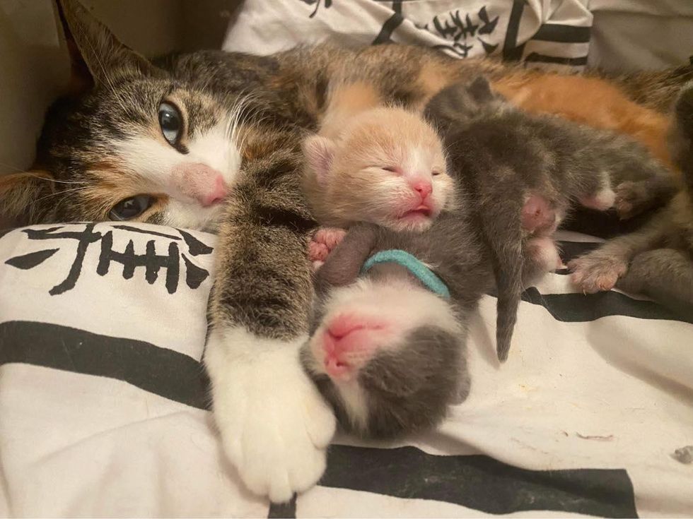 Cat Who Needed a Haven for Her Kittens, is Delighted to Be Inside a Home and Get Some Much-needed Help